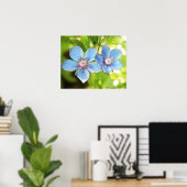Poster Pimpernel Bleu (Anagallis monelli) Fleurs (Bureau à domicile)