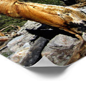 Poster Pin à queue de boeuf siffleur - Sierra Nevada (Coin)