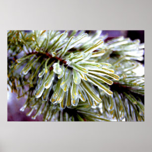 Poster Pin enduit de glace