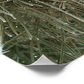 Poster Pin givré (Coin)