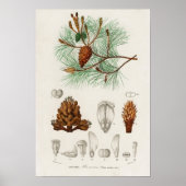 Poster Pin maritime (Pinus maritima) (Devant)