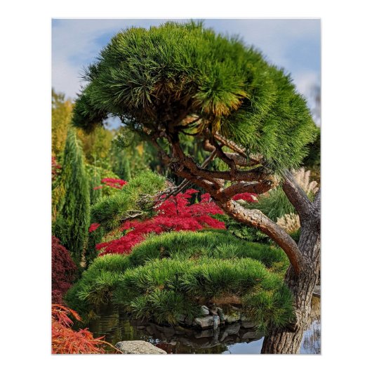 Poster Pin noir et érable japonais rouge (Devant)