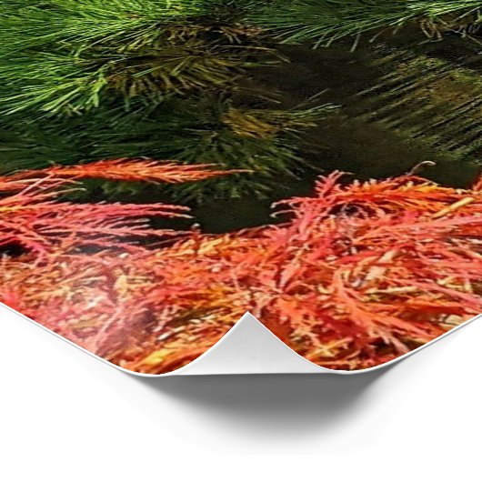 Poster Pin noir et érable japonais rouge (Coin)