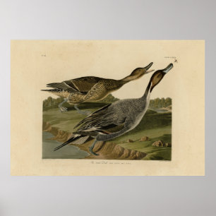 Poster Pin-tailed Duck - from Audubon's Birds of America