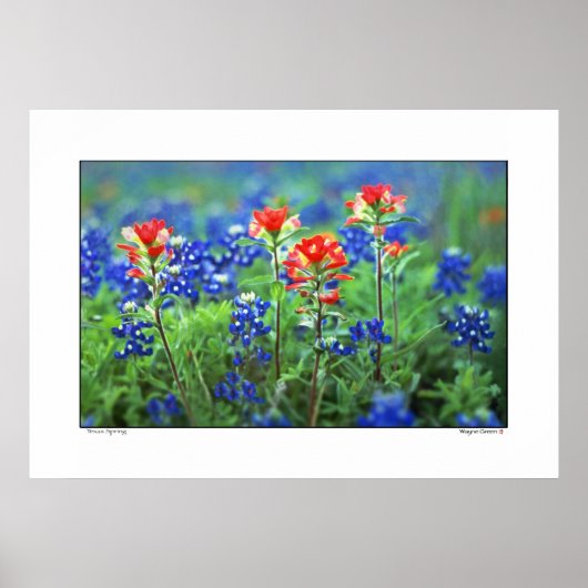 Poster Pinceau et Bluebonnets - Texas (Devant)