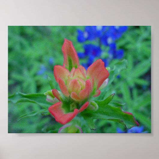 Poster Pinceau indien (Devant)