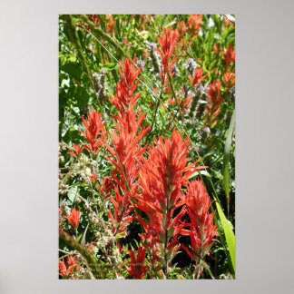 Poster Pinceau Indien À Sierra Buttes, Californie