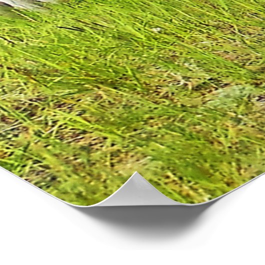 Poster Pincher Creek Alberta (Coin)