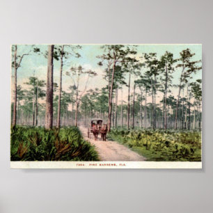 Poster Pine Barrens de Floride