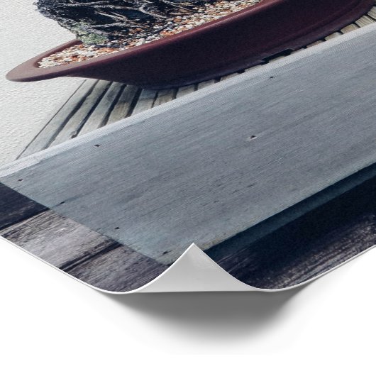 Poster Pine Bonsai (Coin)