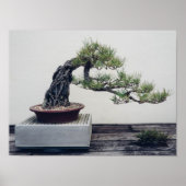 Poster Pine Bonsai (Devant)