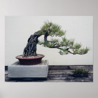 Poster Pine Bonsai