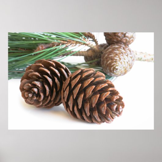 Poster Pine branch and cones (Devant)