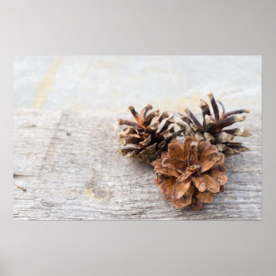 Poster Pine cones