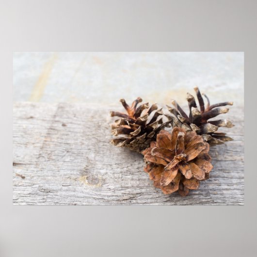 Poster Pine cones (Devant)