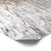 Poster Pine cones (Coin)