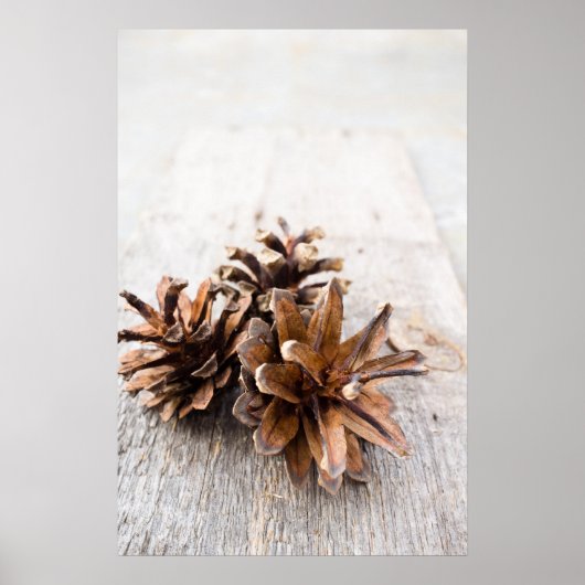 Poster Pine cones (Devant)