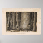 Poster Pine Forest, Oregon (Devant)