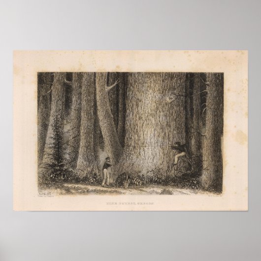 Poster Pine Forest, Oregon (Devant)