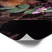 Poster Pine Marten (Coin)