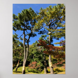 Poster Pine Trees in Autumn Sky