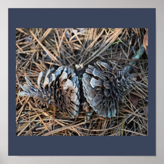 Poster Pinecones (Voorkant)