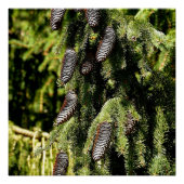 Poster Pinecones (Devant)