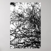 Poster PineCones (Devant)