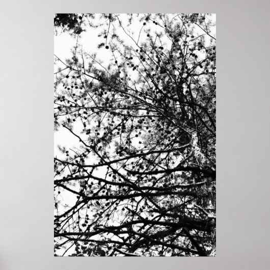 Poster PineCones (Devant)