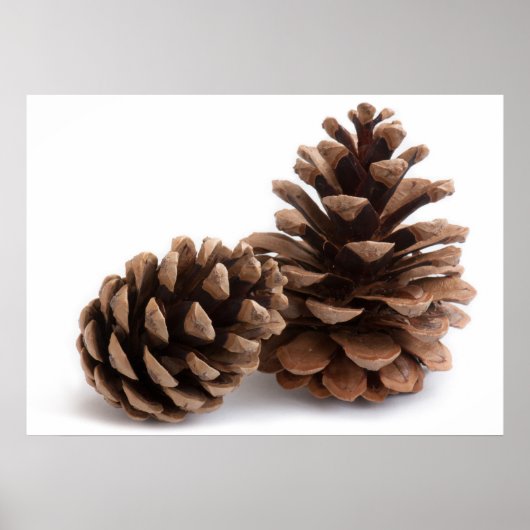 Poster Pinecones (Devant)