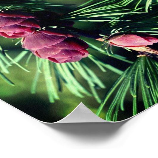 Poster Pinecones miniatures proches Abstraits (Coin)