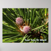 Poster Pinefer (Devant)