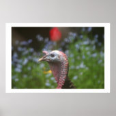 Poster Ping Tom (Devant)