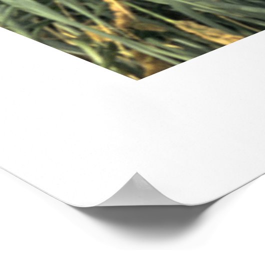 Poster Pingouin (Coin)