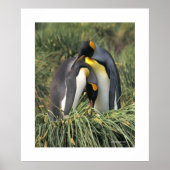 Poster Pingouin (Devant)