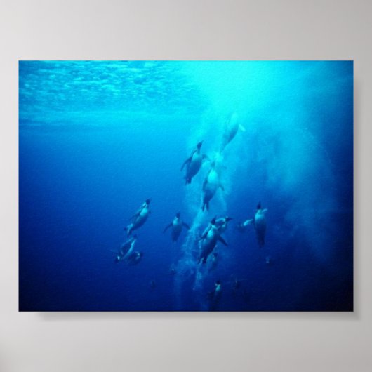 Poster pingouin (Devant)