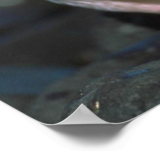 Poster Pingouin à rayures (Coin)