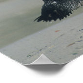 Poster Pingouin africain (Spheniscus demersus), à venir (Coin)