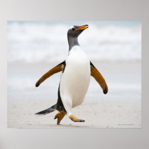 Poster Pingouin de Gentoo