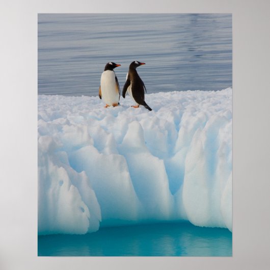 Poster pingouin doux, Pygoscelis Papouasie, sur la glace  (Devant)