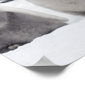 Poster Pingouin empereur (Aptenodytes forsteri), groupe d (Coin)