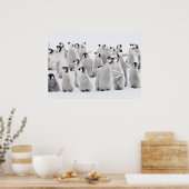 Poster Pingouin empereur (Aptenodytes forsteri), groupe d (Cuisine)