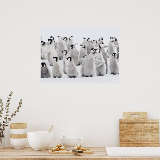 Poster Pingouin empereur (Aptenodytes forsteri), groupe d (Cuisine)
