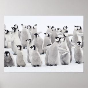 Poster Pingouin empereur (Aptenodytes forsteri), groupe d
