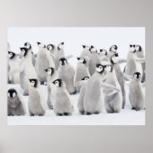 Poster Pingouin empereur (Aptenodytes forsteri), groupe d (Devant)