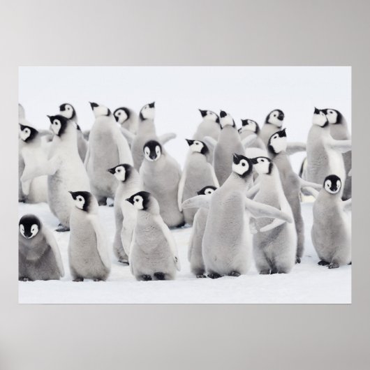 Poster Pingouin empereur (Aptenodytes forsteri), groupe d (Devant)
