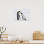 Poster Pingouin empereur (Aptenodytes forsteri), poussin (Cuisine)