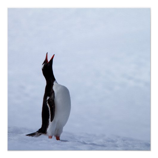 Poster Pingouin Gentoo (Devant)