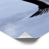 Poster Pingouin Gentoo (Coin)