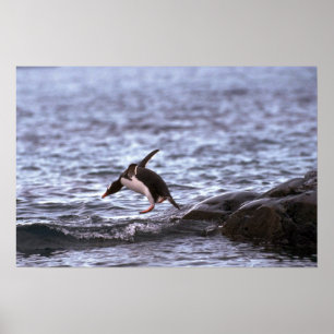 Poster Pingouin Gentoo Sautant Dans L'Eau